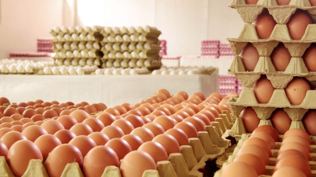 Exportações brasileiras de frango e ovos registram crescimento em agosto 2 Exportações de ovos do Brasil crescem mais de 300% em julho