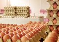 Exportações de ovos do Brasil crescem mais de 300% em julho