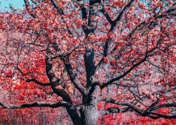 Florescimento dos ipês marcam agosto e refletem diversidade do Cerrado