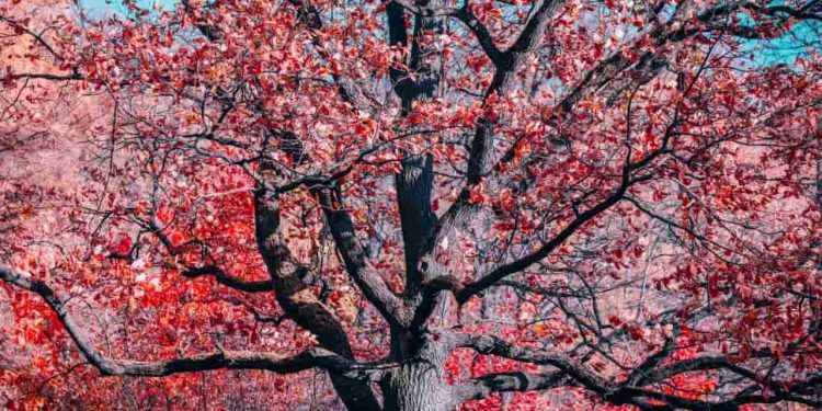 Florescimento dos ipês marcam agosto e refletem diversidade do Cerrado