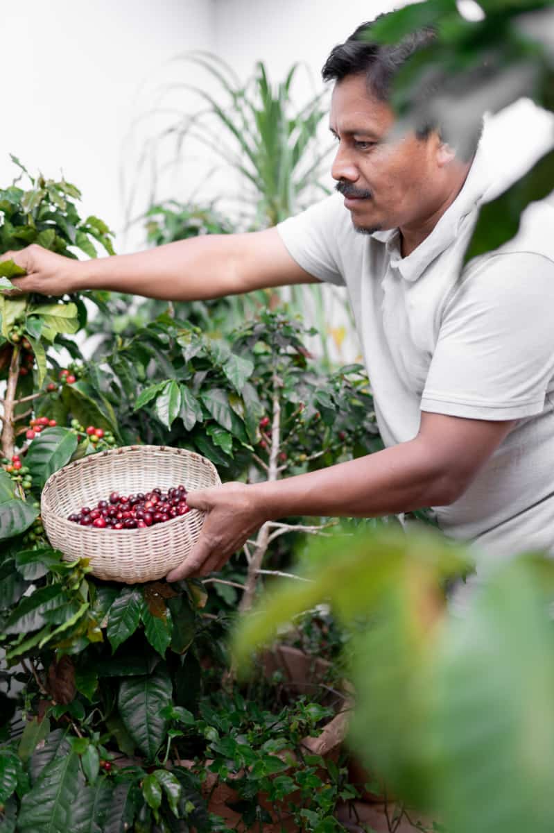 Funcafé terá R$ 7,18 bilhões operados por 33 instituições na safra 2025/2026 2 Funcafé