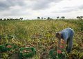 Garantia-Safra 20252026 abre inscrições para agricultores familiares