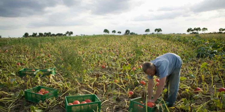 Garantia-Safra 20252026 abre inscrições para agricultores familiares