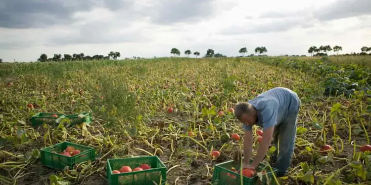 Garantia-Safra 20252026 abre inscrições para agricultores familiares