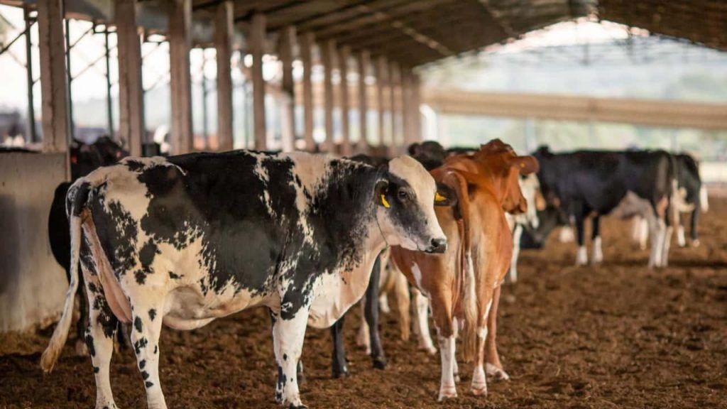 Nova regra amplia financiamento para melhoramento genético da pecuária sustentável 2 Inscrições abertas para programa de melhoramento genético de bovinos em Goiás