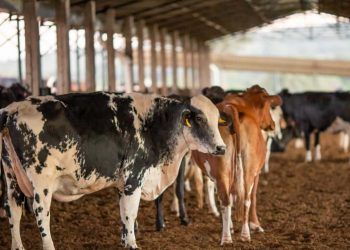 Inscrições abertas para programa de melhoramento genético de bovinos em Goiás