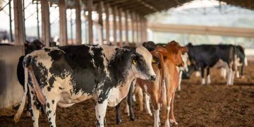 Inscrições abertas para programa de melhoramento genético de bovinos em Goiás