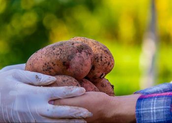Julho marca redução nos preços da batata e elevação de frutas como mamão e banana