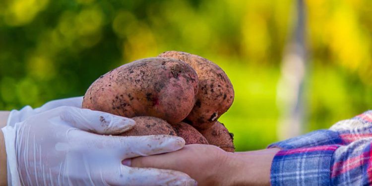 Julho marca redução nos preços da batata e elevação de frutas como mamão e banana