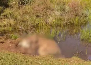 Mais de 100 bovinos morrem e pecuarista é indiciada por maus-tratos em Goiás