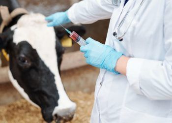 Mapa investiga mortes de animais após uso de vacina contra clostridiose
