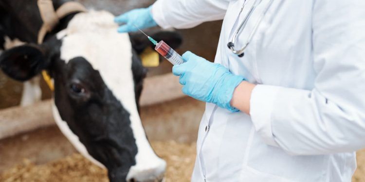 Mapa investiga mortes de animais após uso de vacina contra clostridiose