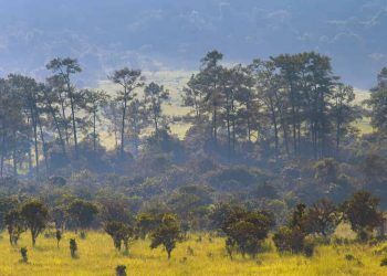 Pagamento por Serviços Ambientais beneficia 429 propriedades rurais em Goiás