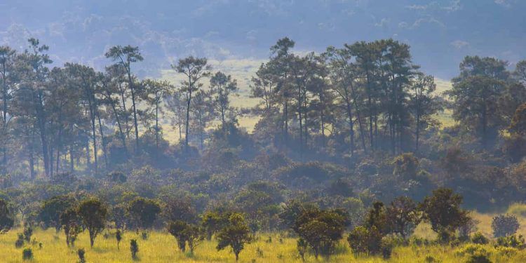 Pagamento por Serviços Ambientais beneficia 429 propriedades rurais em Goiás
