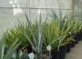 Planta usada na tequila é testada no Brasil como fonte de energia limpa