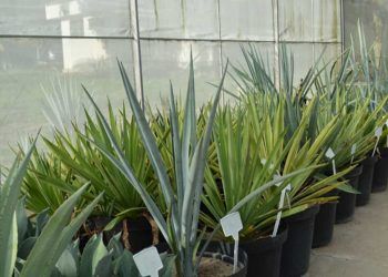 Planta usada na tequila é testada no Brasil como fonte de energia limpa