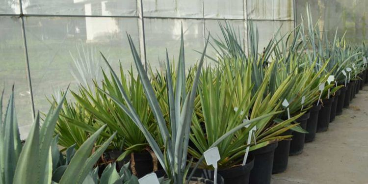 Planta usada na tequila é testada no Brasil como fonte de energia limpa