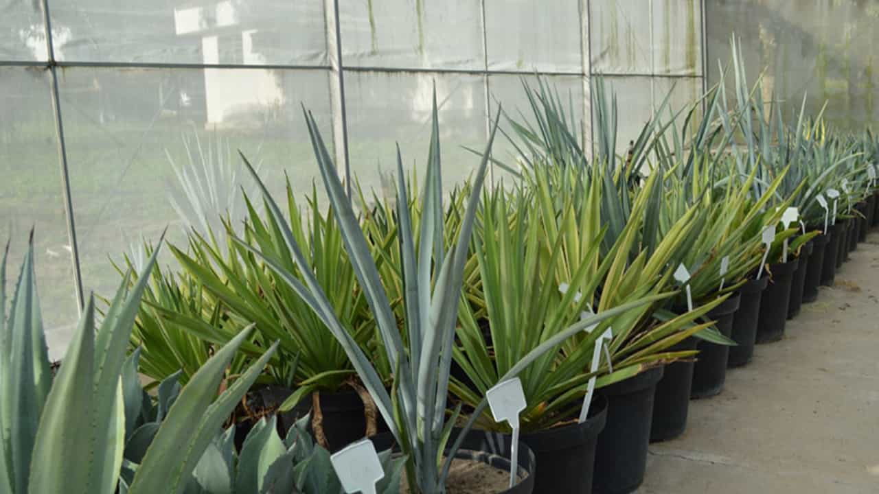Testada Planta usada na tequila é testada no Brasil como fonte de energia limpa