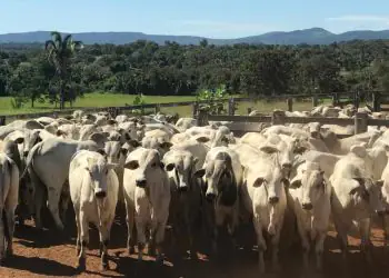 Rebanho bovino em Goiás ultrapassa 22,8 milhões de cabeças em 2025
