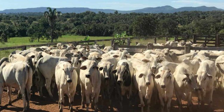 Rebanho bovino em Goiás ultrapassa 22,8 milhões de cabeças em 2025