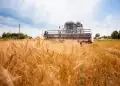 Safra atual supera ciclos anteriores em produtividade nas principais regiões produtoras