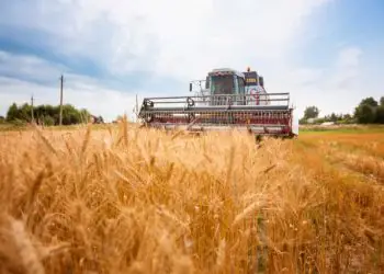 Safra atual supera ciclos anteriores em produtividade nas principais regiões produtoras