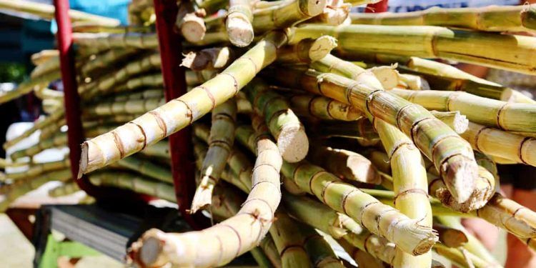 Safra de cana-de-açúcar deve atingir 668,8 milhões de toneladas em 202526