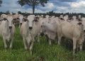 Taxa de prenhez cresce até 9% com novo indutor de ovulação