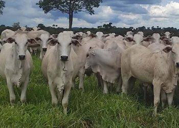 Taxa de prenhez cresce ate 9 com novo indutor de ovulacao