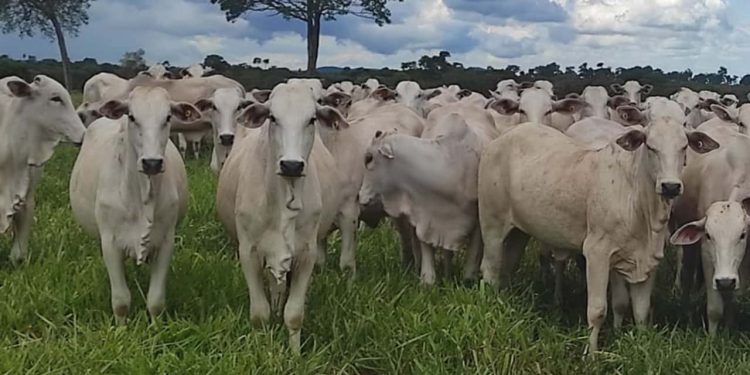 Taxa de prenhez cresce até 9% com novo indutor de ovulação