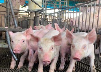 Vigilância reforça status livre de Peste Suína Clássica em Goiás
