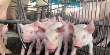 Vigilância reforça status livre de Peste Suína Clássica em Goiás
