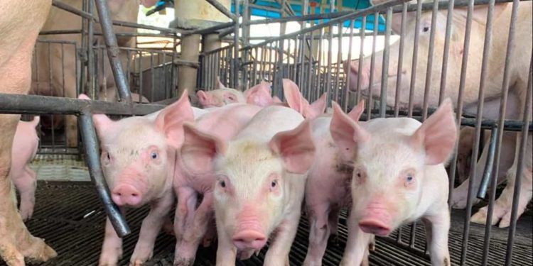 Vigilância reforça status livre de Peste Suína Clássica em Goiás