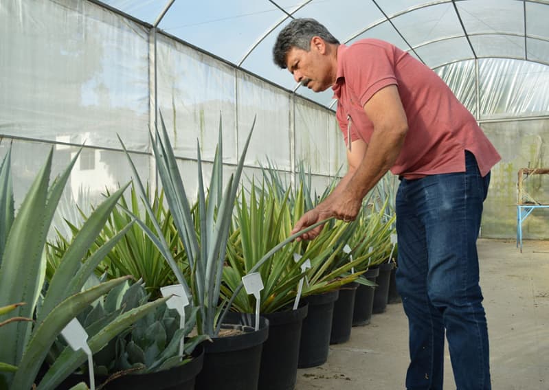 Planta usada na tequila é testada no Brasil como fonte de energia limpa 2 Agave Tequila