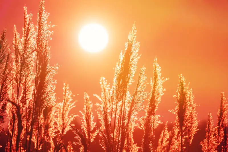 Temperaturas elevadas