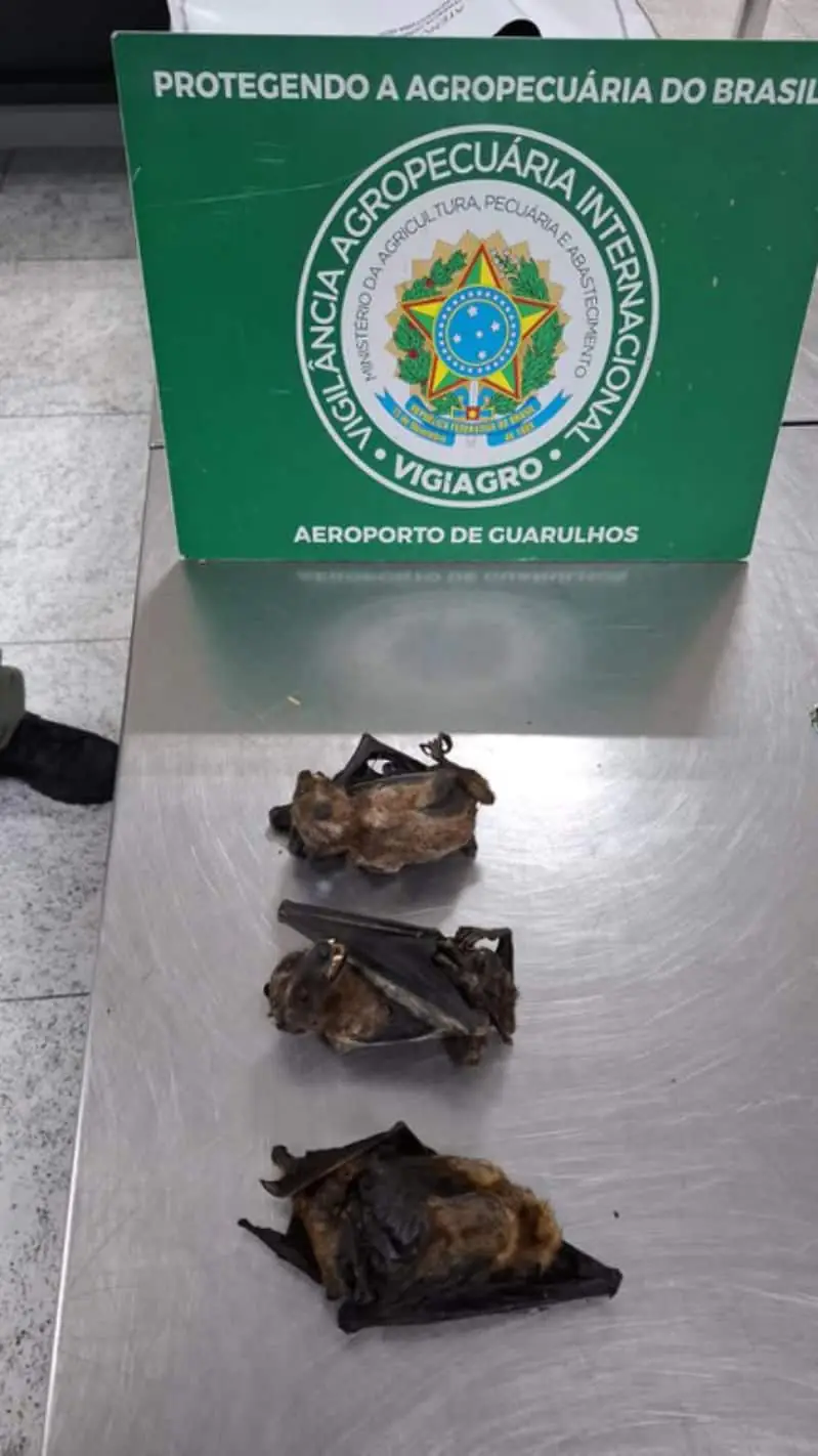 Operação apreende mais de 130 animais e partes de alto risco sanitário em São Paulo 3 Alto risco sanitário