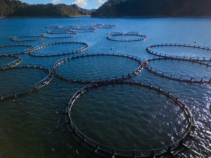 Aquicultura