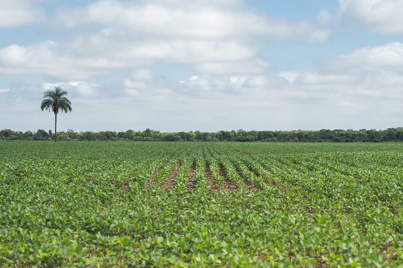 Áreas agrícolas