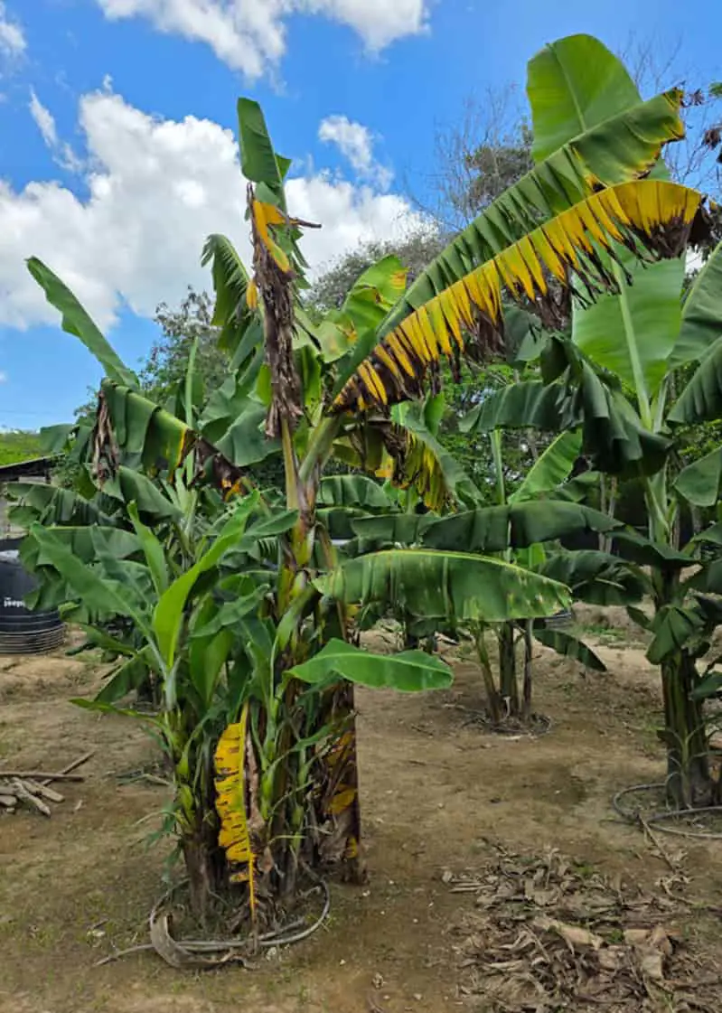 Brasil avança na proteção da bananicultura resistentes à praga mais agressiva do mundo 2 Bananicultura
