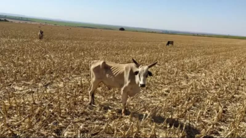 Mais de 100 bovinos morrem e pecuarista é indiciada por maus-tratos em Goiás 3 Bovinos desnutridos
