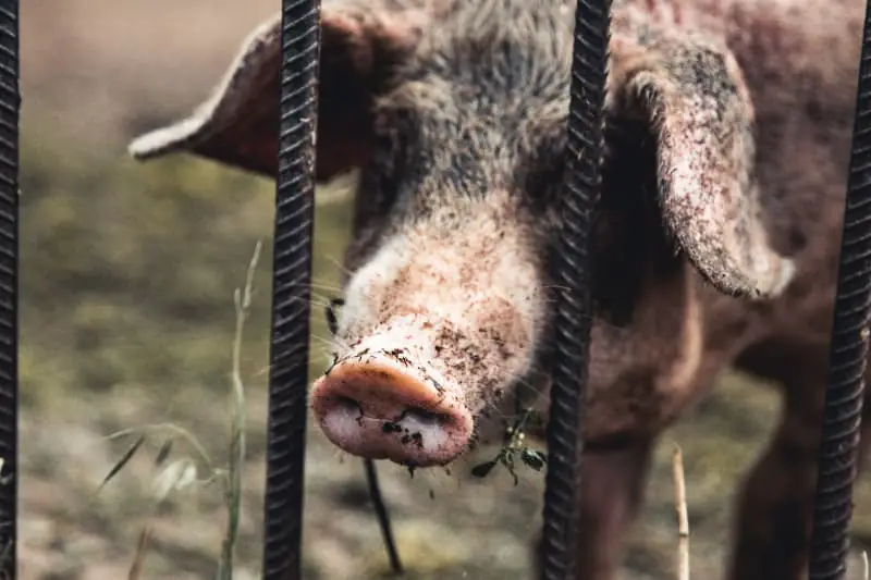 Nova ferramenta digital monitora emissões de metano e óxido nitroso no campo 3 Cadeia de suínos