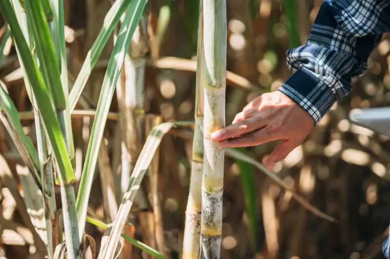 Três microrregiões respondem por metade da produção brasileira de algodão 3 Cana-de-açúcar