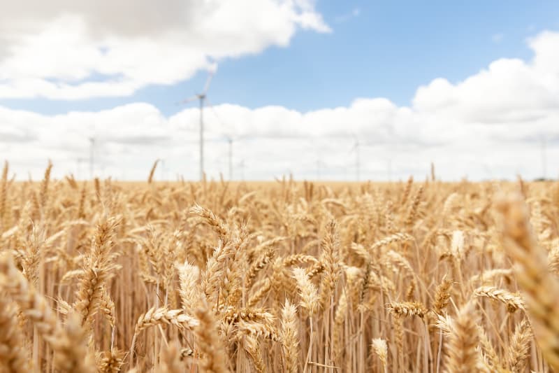 Crescimento da agropecuaria