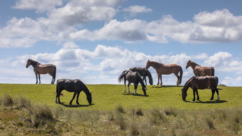 Fiocruz alerta para casos de encefalite equina venezuelana no Amazonas 2 Fiocruz alerta para casos de encefalite equina venezuelana no Amazonas