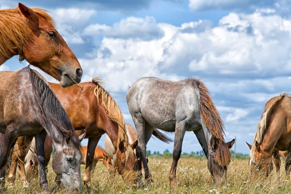 Fiocruz alerta para casos de encefalite equina venezuelana no Amazonas 3 equinos