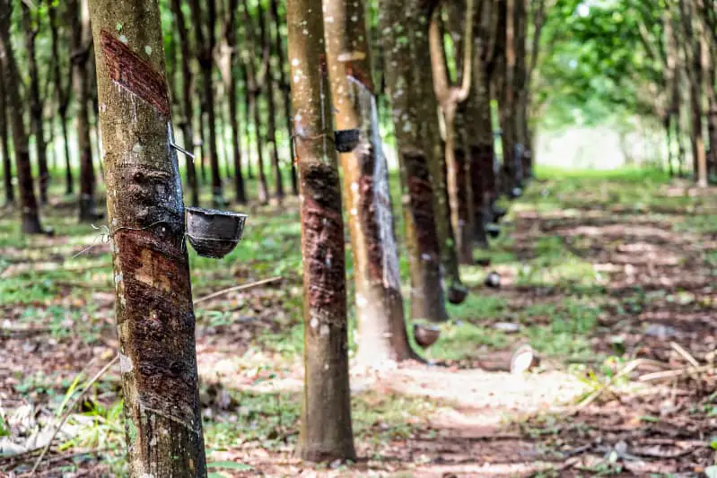 Extração de borracha