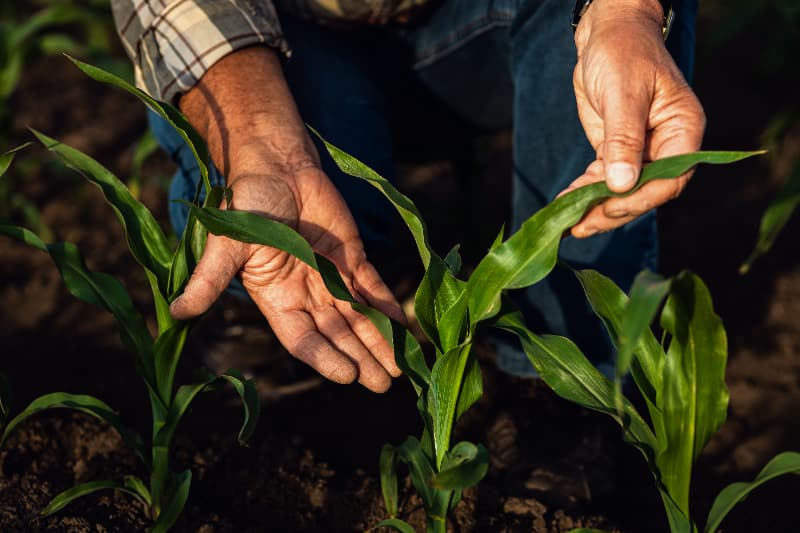 Investimento na produção de bioinsumo