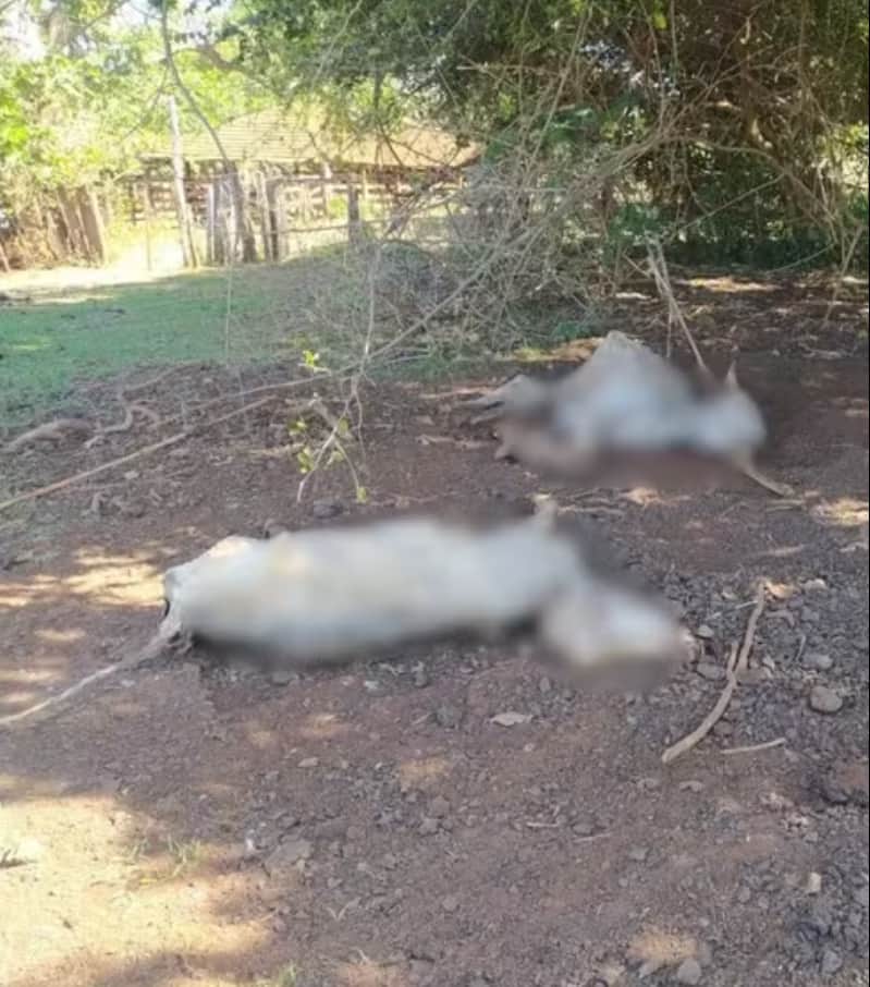 Mais de 100 bovinos morrem e pecuarista é indiciada por maus-tratos em Goiás 2 Maus tratos a bovinos