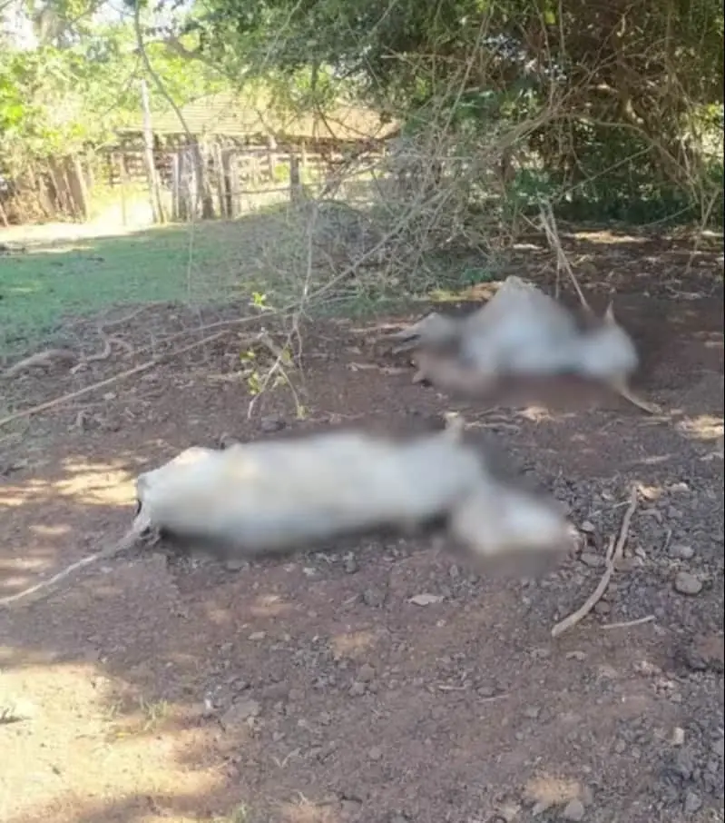 Maus tratos a bovinos