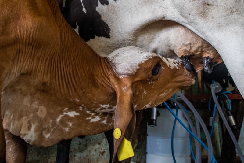 Melhoramento genetico